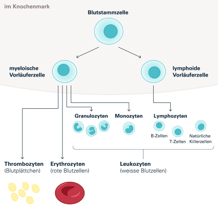 Abb. 11: Blutzellen und ihre Vorläuferzellen. Quelle: Blutspende SRK Schweiz (2023)
