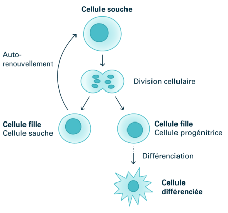 Schéma 10: Division cellulaire asymétrique au cours de laquelle se forment tant de nouvelles cellules souches (autorenouvellement) que des cellules progénitrices spécialisées (différenciation). Source: Transfusion CRS Suisse (2023)