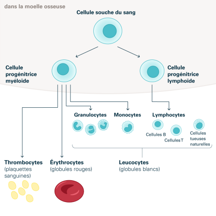 Schéma 11: Les cellules sanguines et leurs cellules progénitrices. Source: Transfusion CRS Suisse (2023)