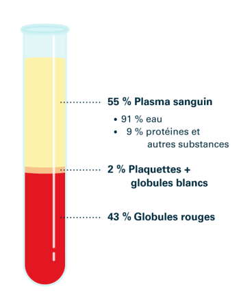 Schéma 2: Composants du sang, source: Transfusion CRS Suisse (2023)
