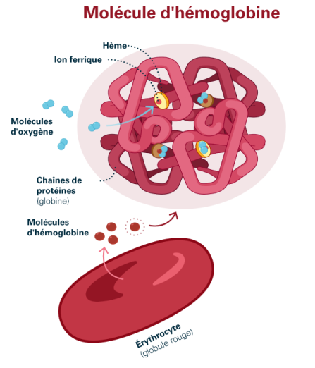 Schéma 5: Molécule d'hémoglobine Modèle de molécule d'hémoglobine avec ses quatre parts de globine (chaînes protéiques roses et rouge clair entremêlées) et ses groupes hèmes (jaunes) comprenant chacun un ion de fer (rouge). A chaque ion de fer peut se lier une molécule d'oxygène (bleue). Le schéma du bas montre un érythrocyte avec des molécules d'hémoglobine. Source: Transfusion CRS Suisse (2023)