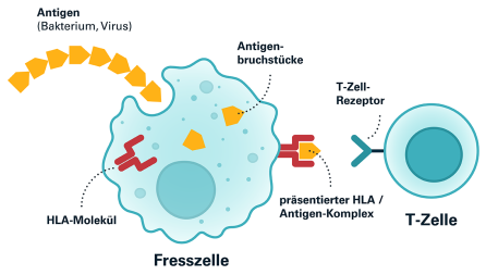 Abb. 4: Beispiel für die Immunerkennung durch HLA. Quelle: Blutspende SRK Schweiz (2023)