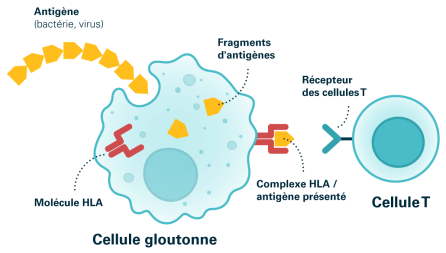 Schéma 4: Exemple de réponse immunitaire par le système HLA. Source: Transfusion CRS Suisse (2023)